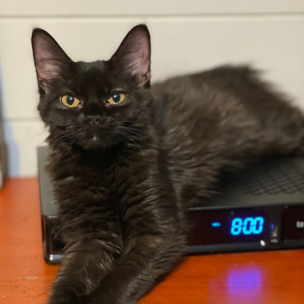 Meet your Posher, Rebecca